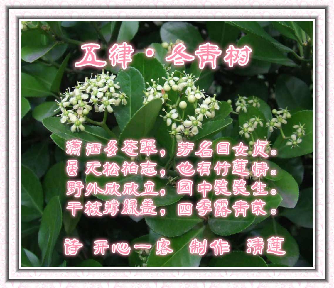 冬青诗.jpg