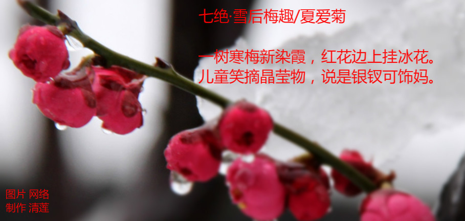 雪后梅趣.jpg