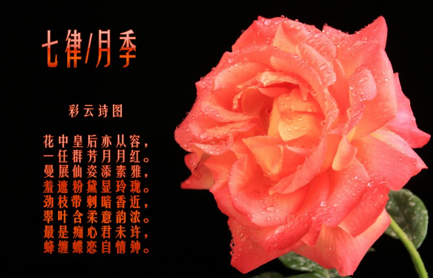 3c6d55fbb2fb4316cb71c0e622a4462308f7d3c4_conew1.jpg