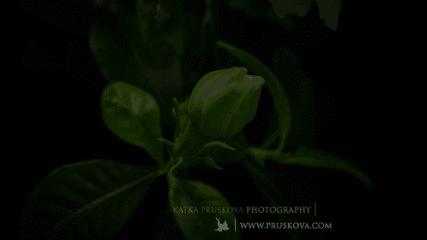 t0146b17c81db7c5cd7.gif