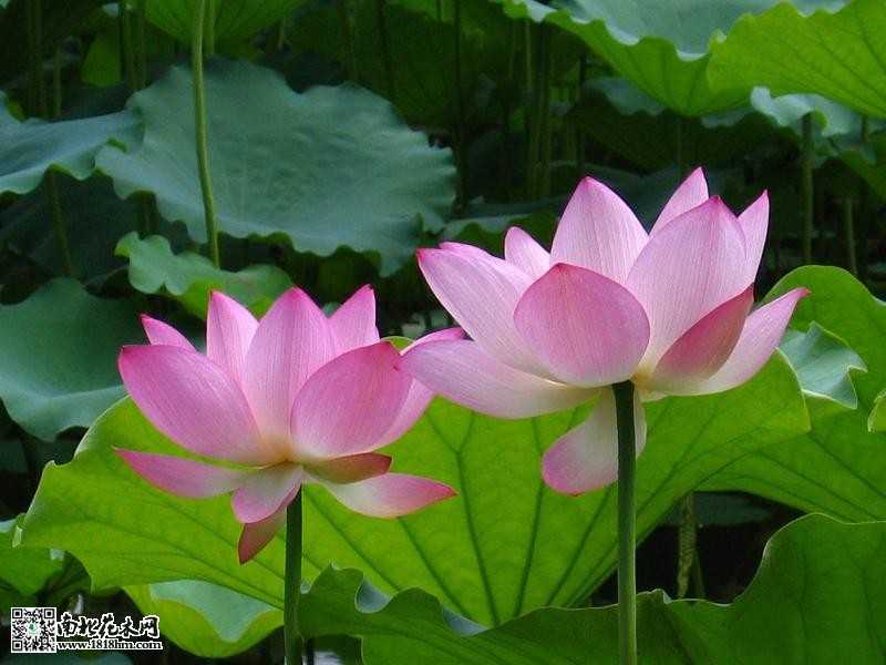 10-11-48-38-78荷花.jpg