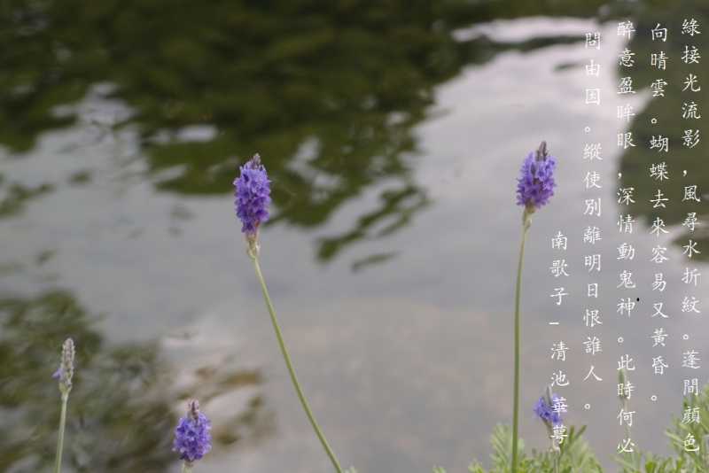 清池華萼.jpg