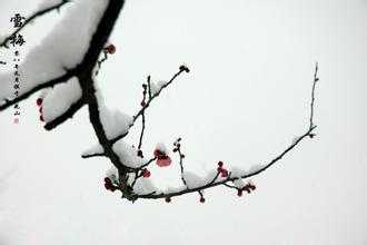 雪梅.jpeg