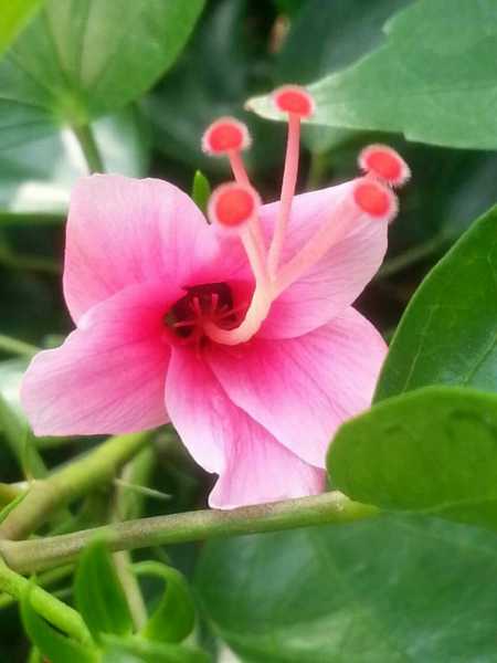 花心.jpg