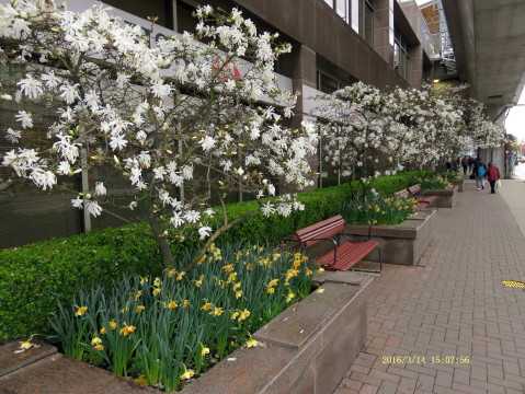 沉醉東風滿路花.jpg