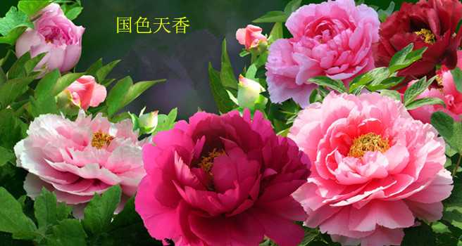 花王.1.jpg