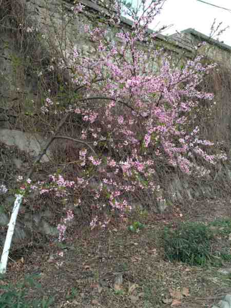 微信图片_20170405183954桃花3.jpg