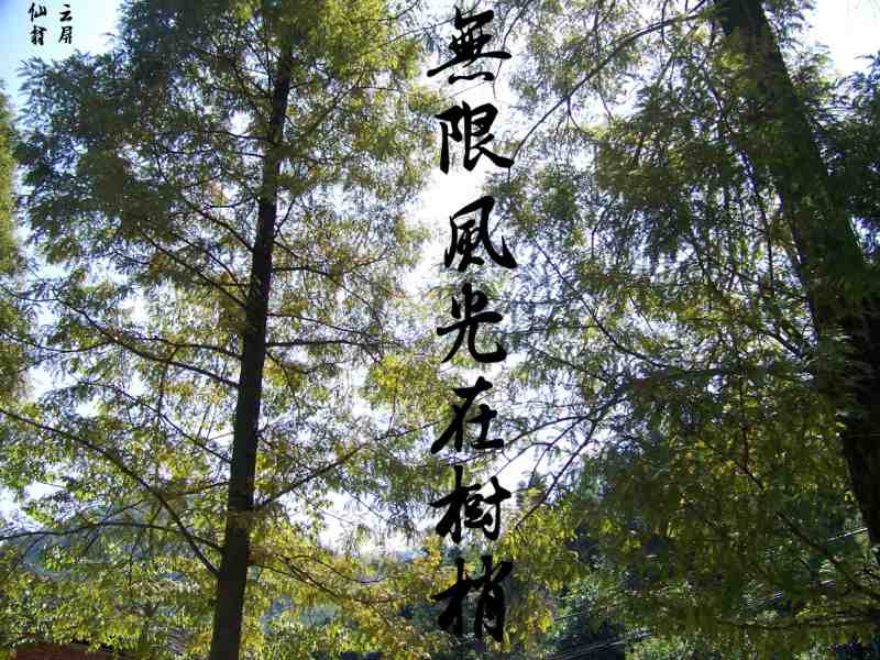 树副本.jpg