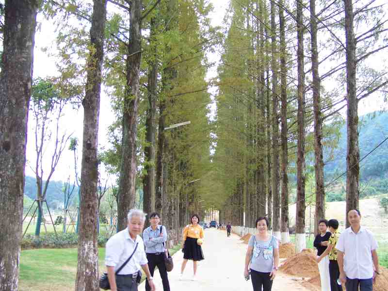 杉52.jpg