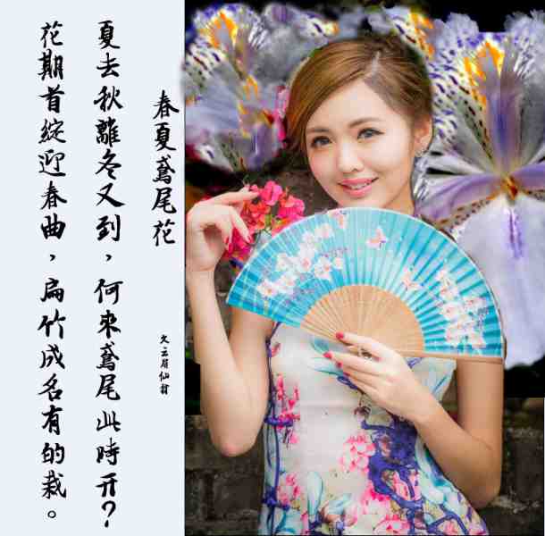 鸢尾 拷贝.jpg