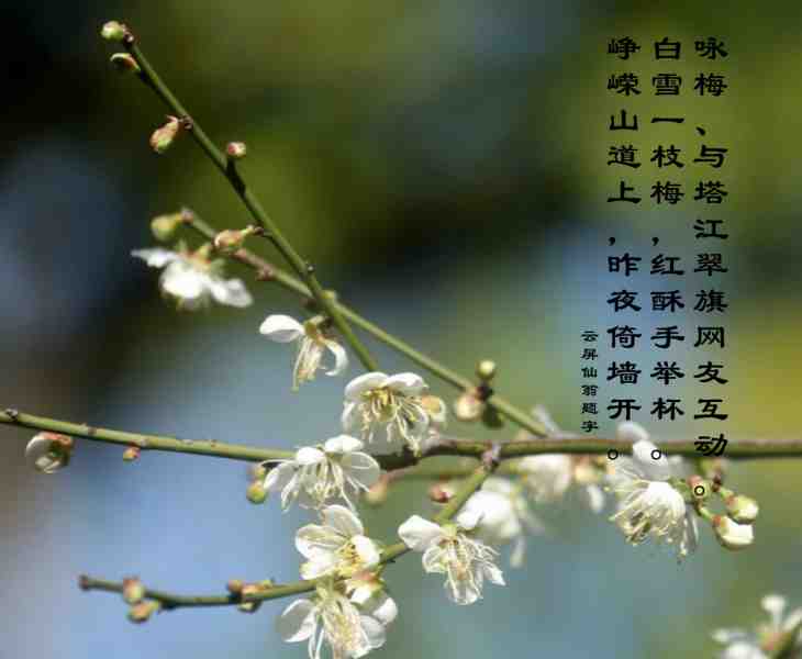 梅花b.jpg