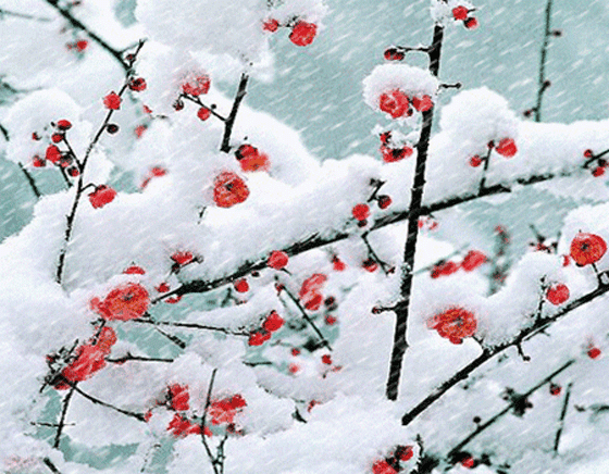 雪中梅.gif
