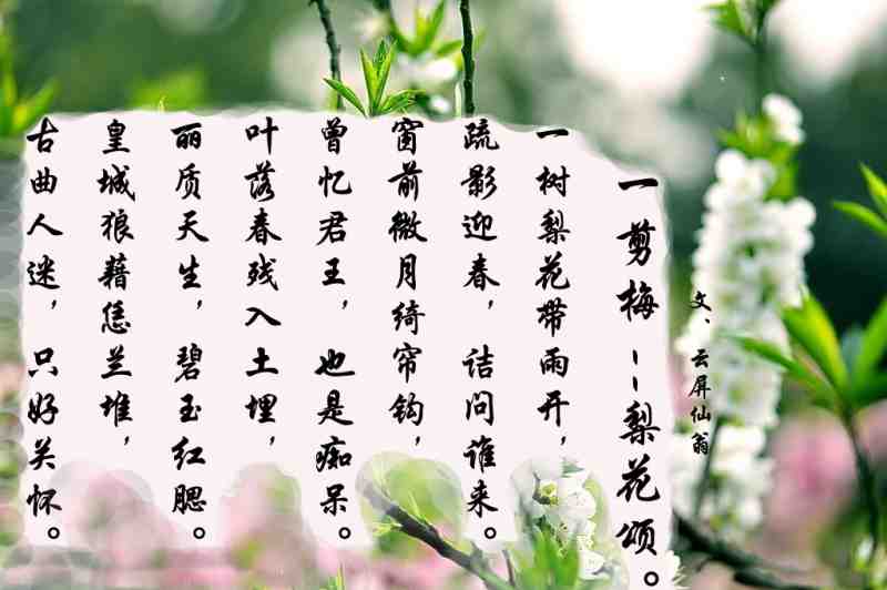 梨花颂。.jpg
