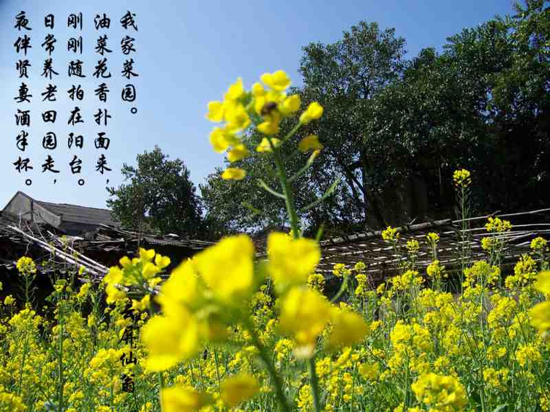 云屏仙翁花1.jpg