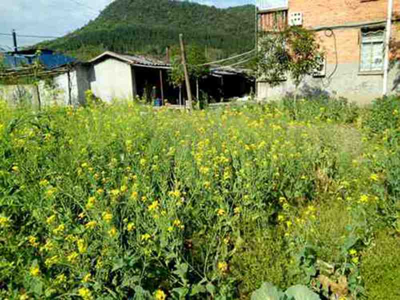 门口菜地ya.jpg