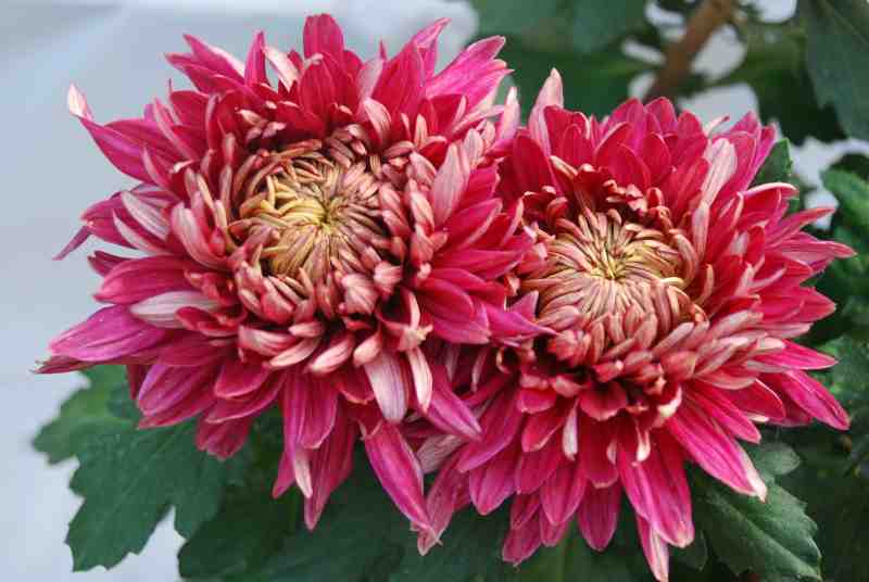 菊花.jpg