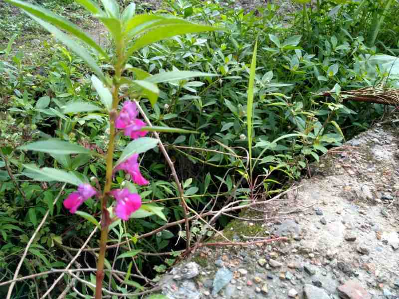指甲花5.jpg