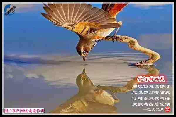 1487沙汀百灵.jpg