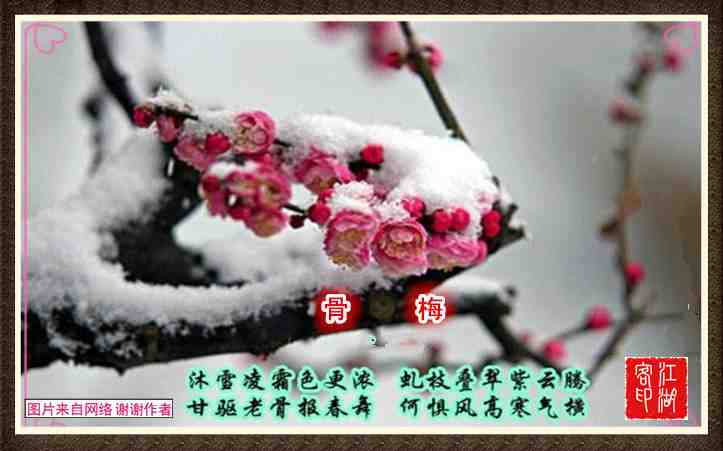 023骨梅.jpg