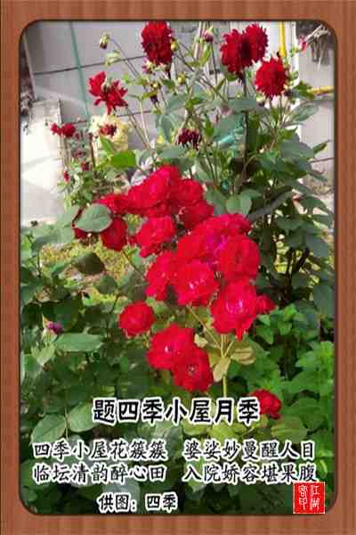 061四季小屋月季.jpg