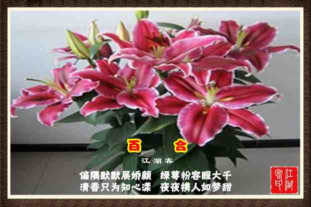 073百合花.jpg
