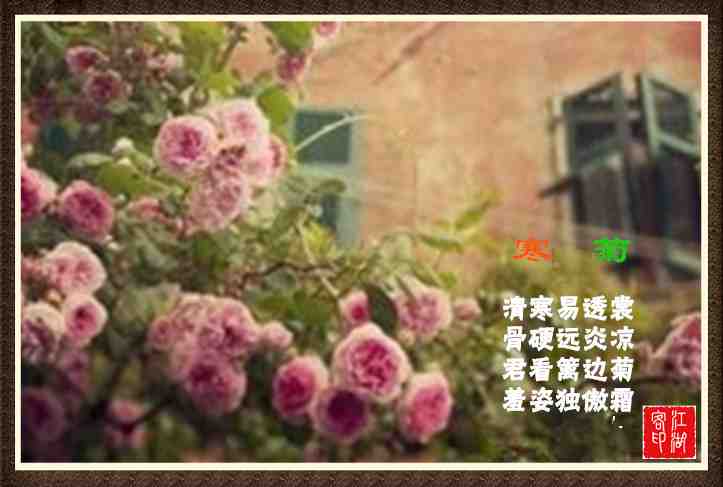 082菊.jpg
