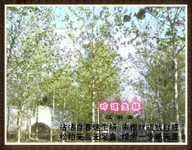 311速生杨.jpg