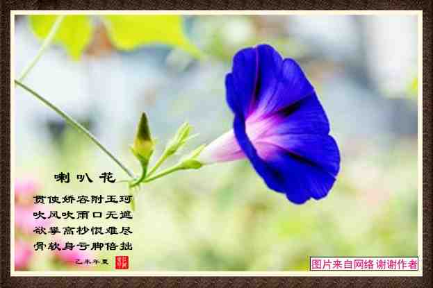 339喇叭花.jpg