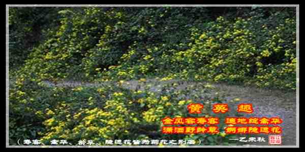 383趣菊.jpg