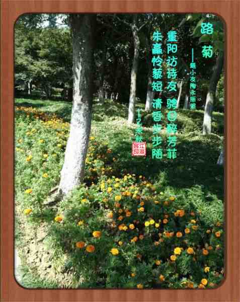 384路菊.jpg