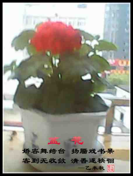 397盆花.jpg