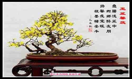 398玉盆馨蕊.jpg