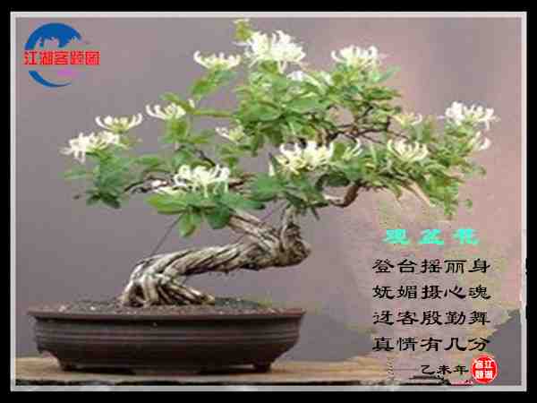 400吟盆花.jpg