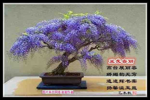 401盆戋容丽.jpg