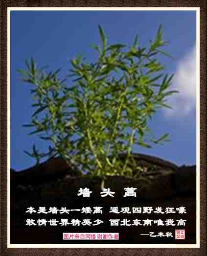 413墙头蒿.jpg