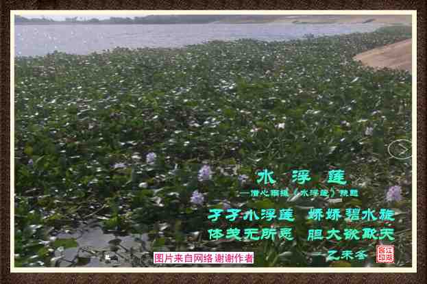 434水浮莲.jpg