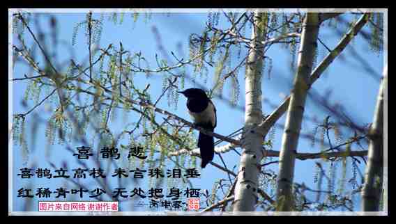 550喜鹊悲.jpg