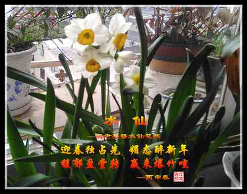 554水仙.jpg