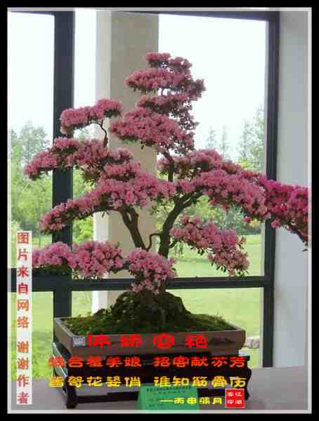 592体娇容艳.jpg