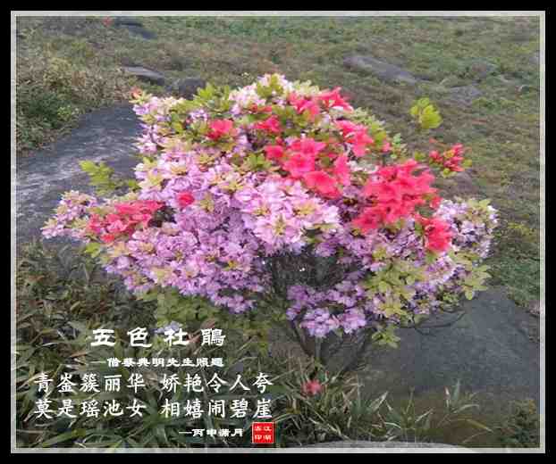 598杜鹃花.jpg