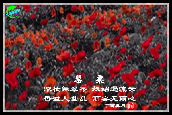 768罂粟花.jpg