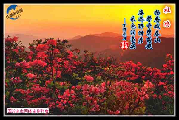 784宣城桃村映山红.jpg