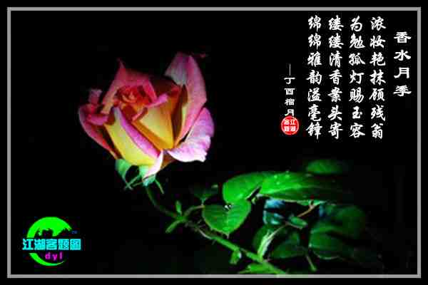 785案头月季.jpg