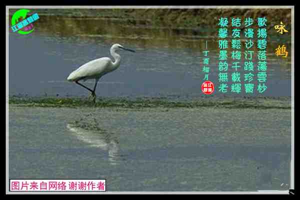 812鹤.jpg
