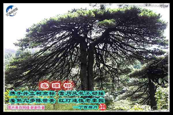 840连理树.jpg