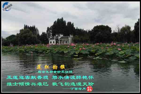 860莲红韵雅.jpg