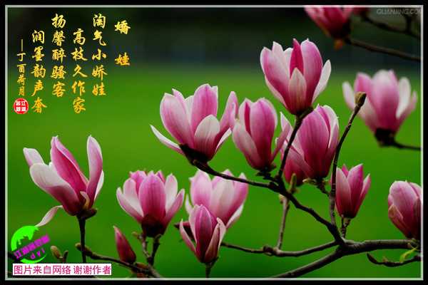 932娇娃.jpg