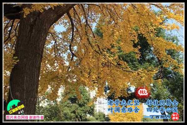 1056楸.jpg