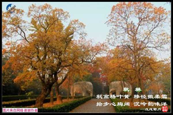 1266秋林.jpg