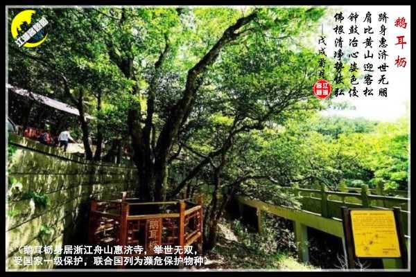 1285普陀鹅耳枥.jpg